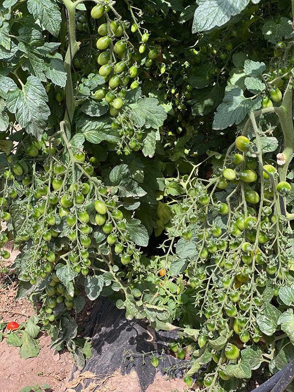 Portagrano's tweet photo. 🍅🌞El verano es una época propicia para el cultivo de #tomate en zonas de sierra como ocurre en el interior de #Granada con la nueva variedad de cherry Dormaplum de la casa #Tomatech 🍅🌄
Más info: https://t.co/wc5TGT2bA8 https://t.co/S0RzafKZgH