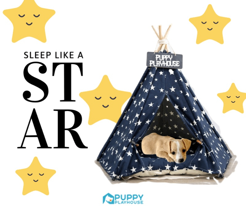 PlayhousePuppy's tweet photo. We love our pups here at Puppy Playhouse ! 
🐾🌟That’s why we want them to rest in stardom🌟🐾

 #dogteepee #teepee #dogsoftwitter #dogs #puppy #dogtwitter #instadog #doglover #love #dogoftheday #pet #cute #doglovers #doglife #twitter #petlover #puppylove #pets #doggo #puppies https://t.co/cwvNTmKLhH