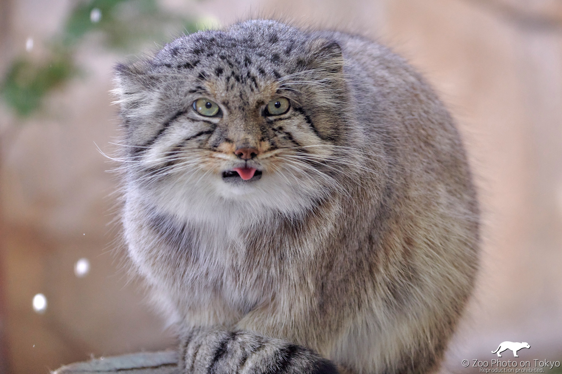 Манул (палласов кот). Степной кот манул. Манулов прекрати. Тибетский манул. Манулов прекрати.