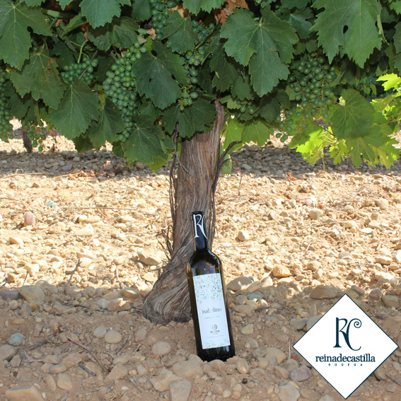 Isabelino Rueda 2018. Un vino fresco y afrutado, con un carácter cítrico que aporta suavidad a la marcada personalidad del Verdejo. ow.ly/ygeb50ANeYW

#reinadecastilla
#BodegaReinadecastilla
#Ruedalovers
#DORueda
#uvaverdejo
#isabelinoRueda
#summer
#winelover