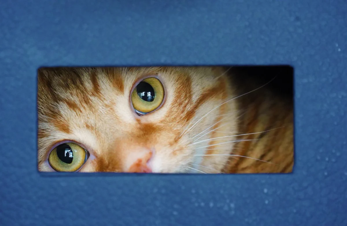 「何か用ですか？」隙間から覗く猫がぬいぐるみみたいで可愛い！ｗｗ