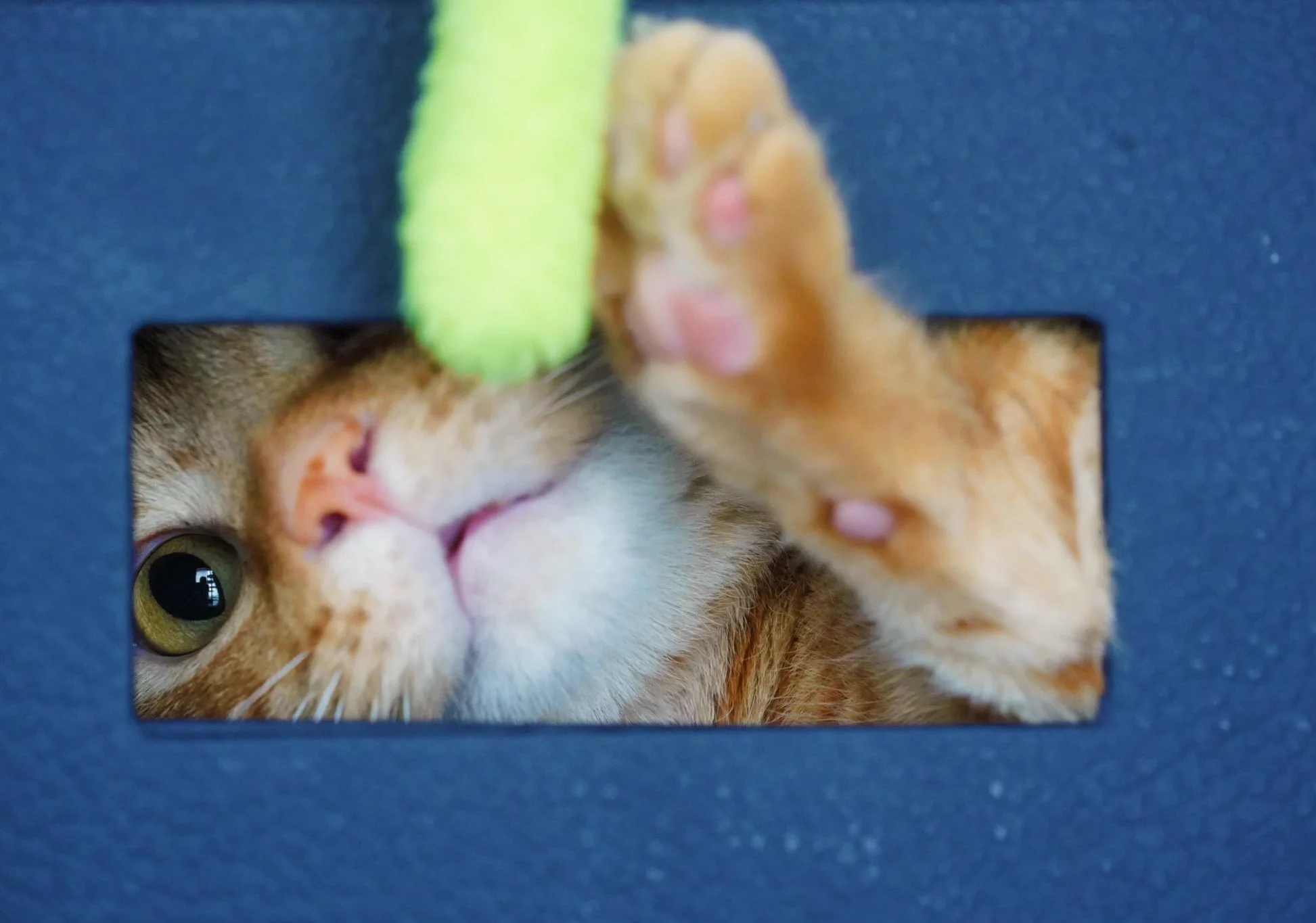 「何か用ですか？」隙間から覗く猫がぬいぐるみみたいで可愛い！ｗｗ