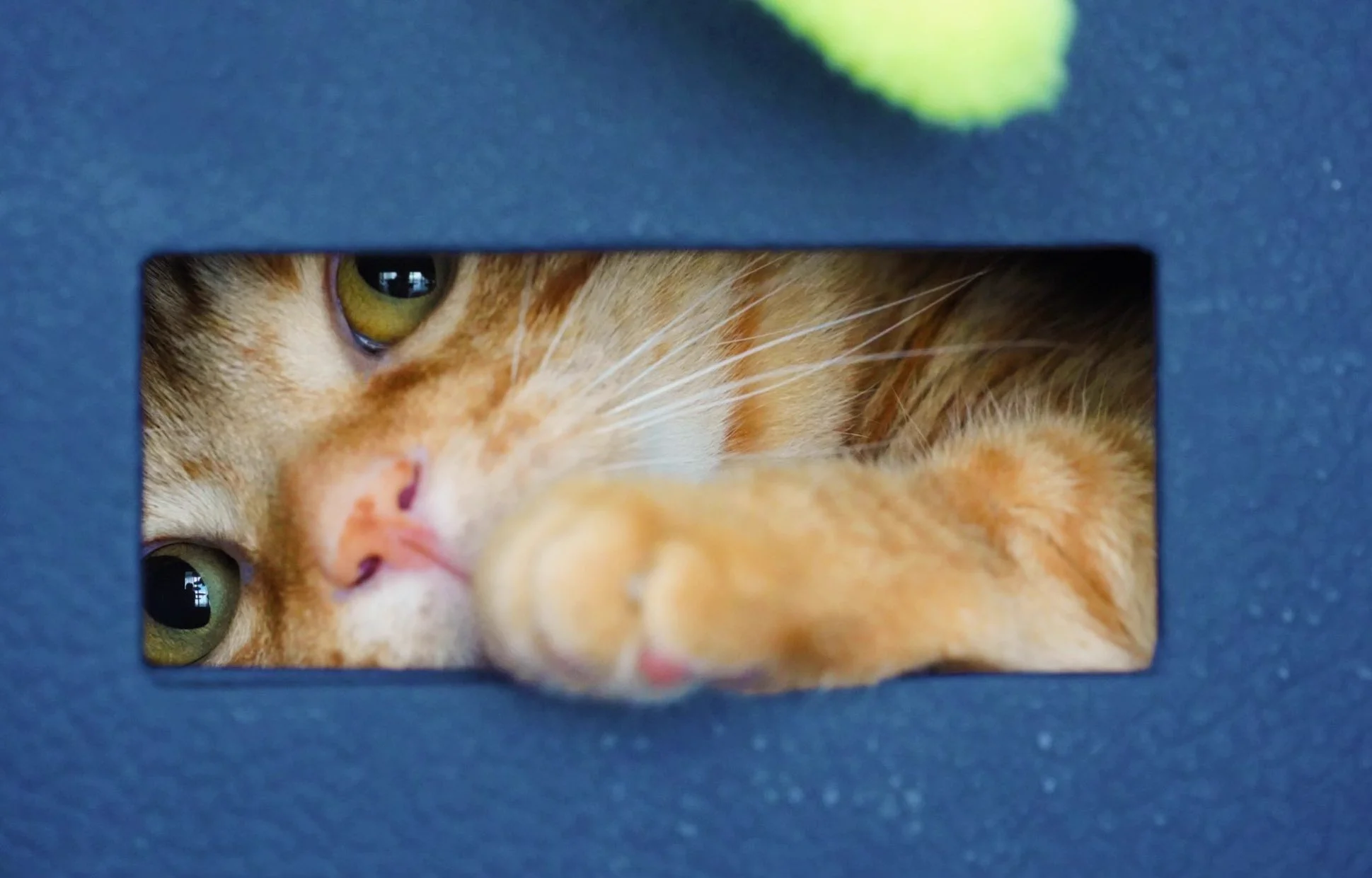 「何か用ですか？」隙間から覗く猫がぬいぐるみみたいで可愛い！ｗｗ