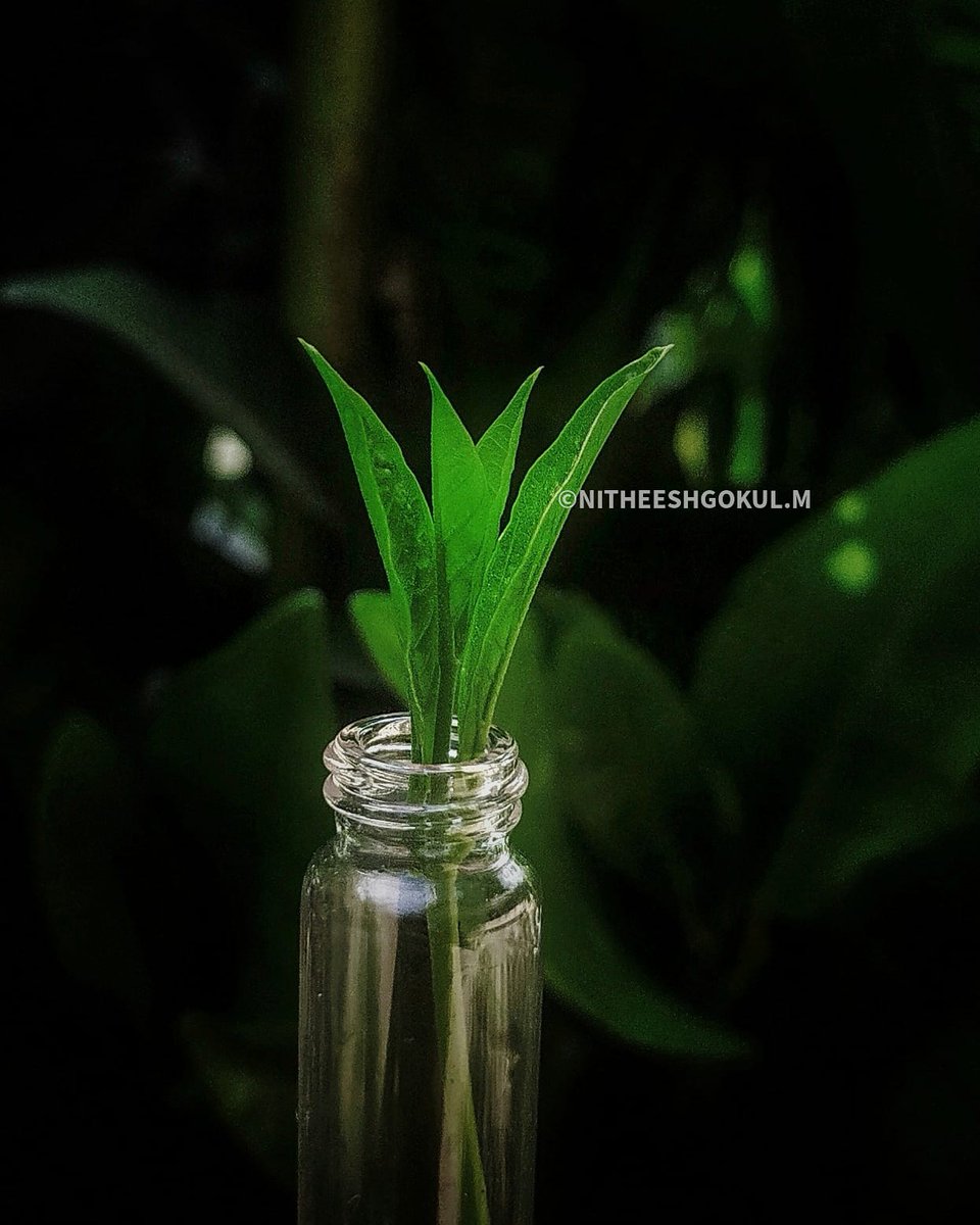 MNitheeshgokul's tweet photo. Greenery https://t.co/z1m9E8ynnb