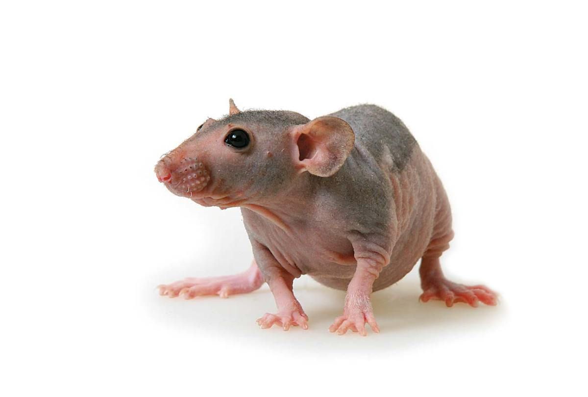 PetsPoint's tweet photo. Бесшерстная крыса (Голая крыса, лысая крыса, крыса сфинкс) / Sphynx (Hairless)

https://t.co/6Kcc8e6Ph0

Декоративный грызун обладает весьма специфической внешностью. Однако это не мешает ему быть таким же обаятельным и смышлёным, как «волосатый» сородич. 

#крыса #rat https://t.co/uEIz3YcAHD
