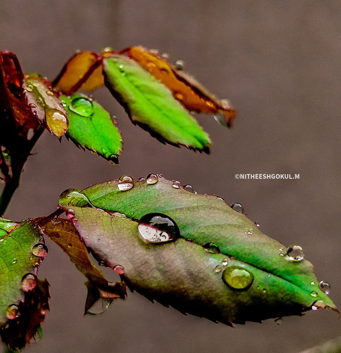 MNitheeshgokul's tweet photo. Diamonds for plants https://t.co/MaUojpDDg1