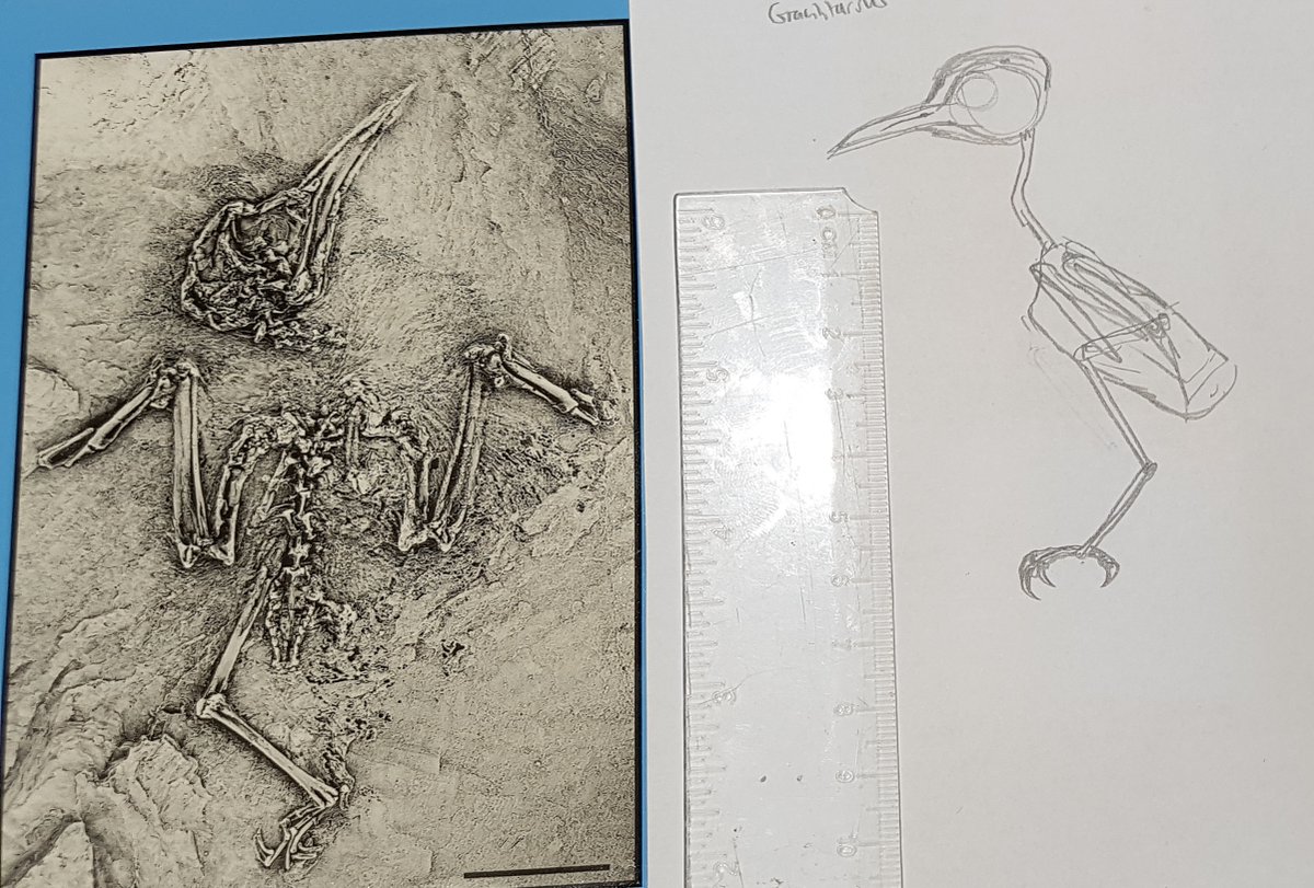 Based on the skeleton, you take a load of measurements and get a skeleton scaled about right. My drawings at this point are really sketchy and look pretty goofy... This is the tiny Gracilitarsus, a hummingbird-sized relative of hoopoes.