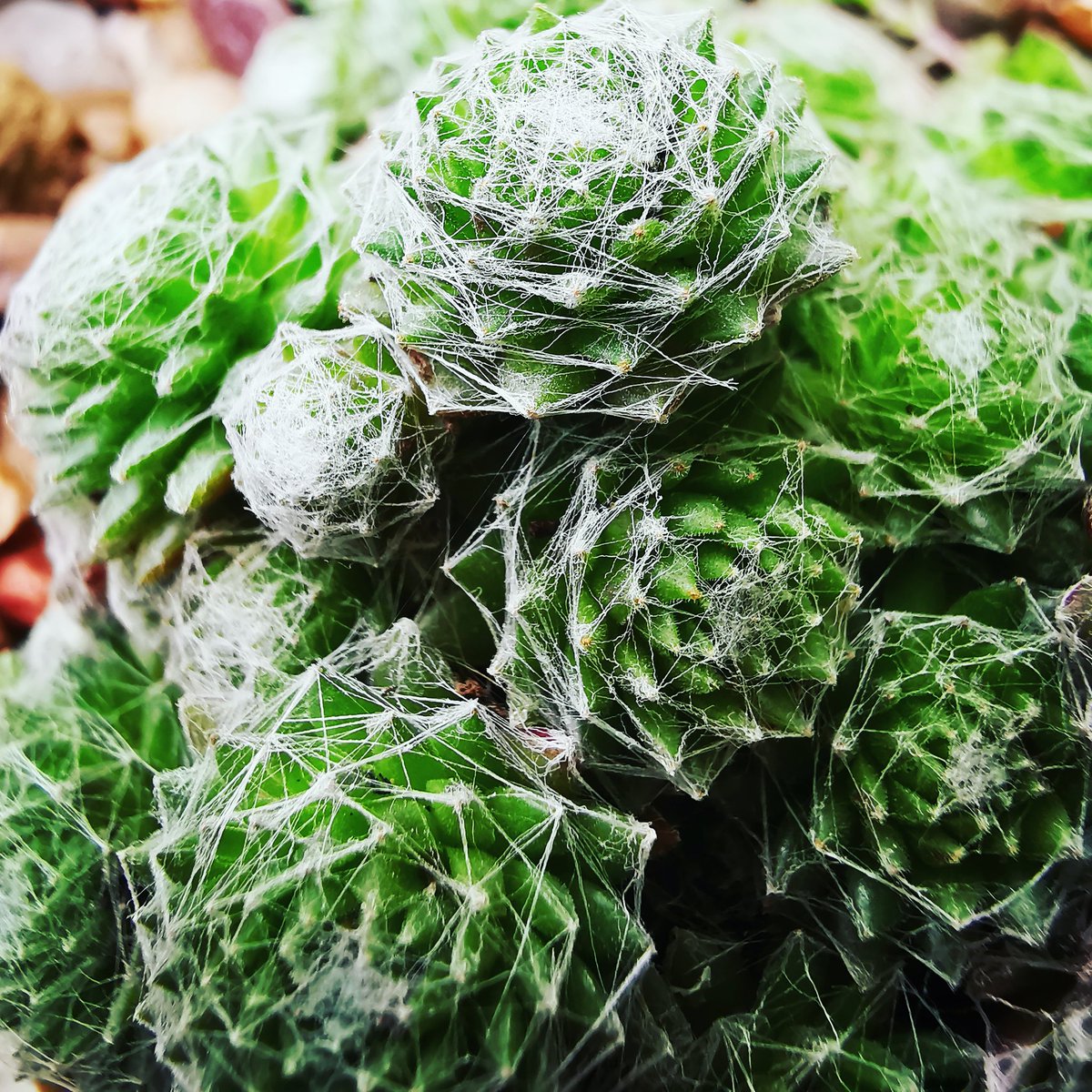 Meet the cobweb houseleek (Sempervivum arachnoideum) - the plant that can manufacture its own spiders' webs. In nature the cobweb hairs protect the plant from the elements in its exposed habitat.
