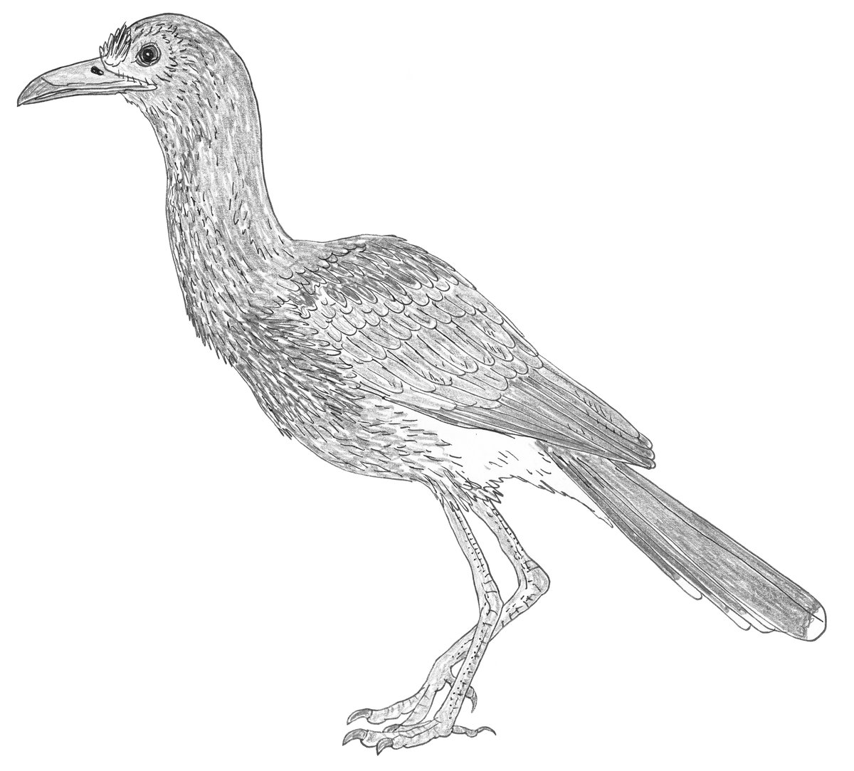 If colour patterns and colours are preserved on the fossils, they get added to. If not, I make inferences based on living birds that are (a) related and/or (b) ecologically similar to the fossil animal. So we end up with this sort of result (this shows the seriema-like Salmila)..