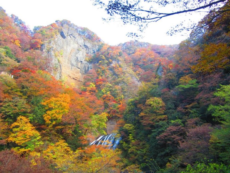 JapanTravel's tweet photo. Welcome to August, and to another weekend of the #47prefectureproject where we’ll be looking at #Ibaraki. First, with autumn just around the corner, we loved this seasonal look into the beauty of Fukuroda Falls.

Find out more: https://t.co/ueHDyoKi2i https://t.co/UT73vZz3JJ