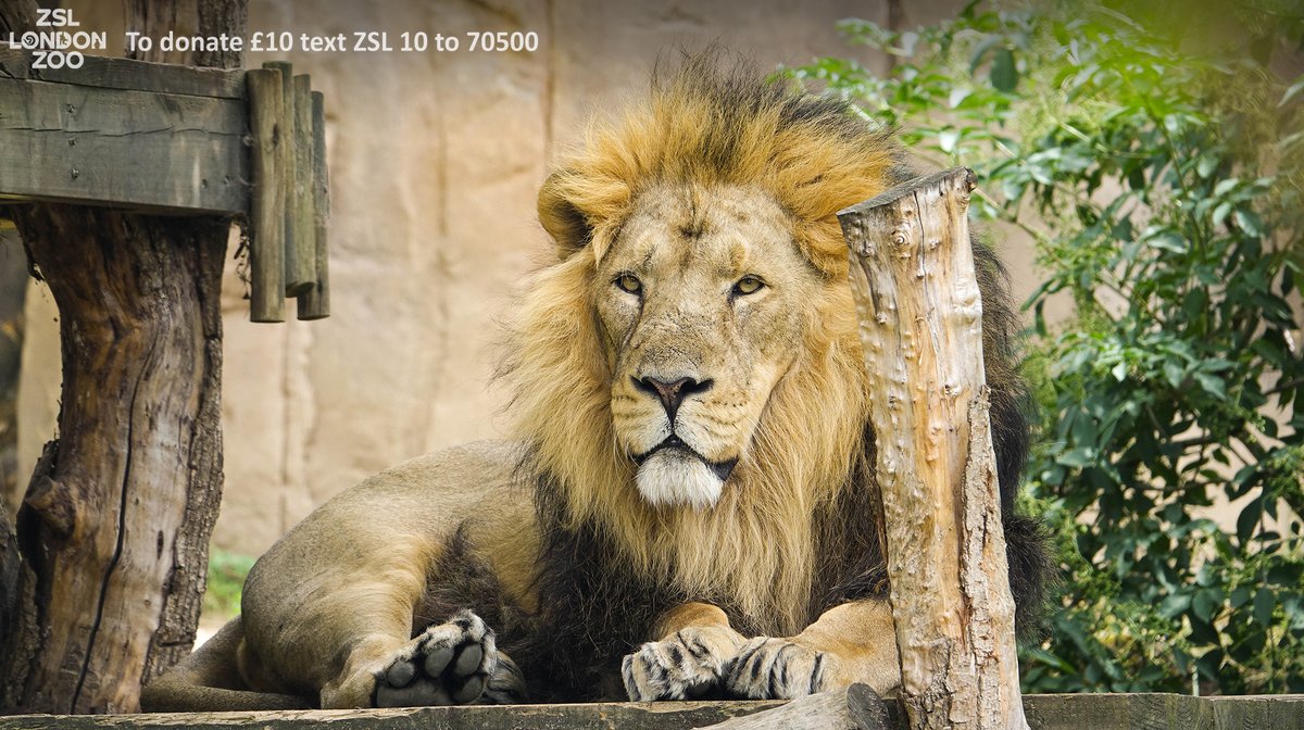 zsllondonzoo's tweet photo. Bhanu ❤️ Happy #Caturday! 🦁 #SaturdayMorning https://t.co/aTfcwAPy5k