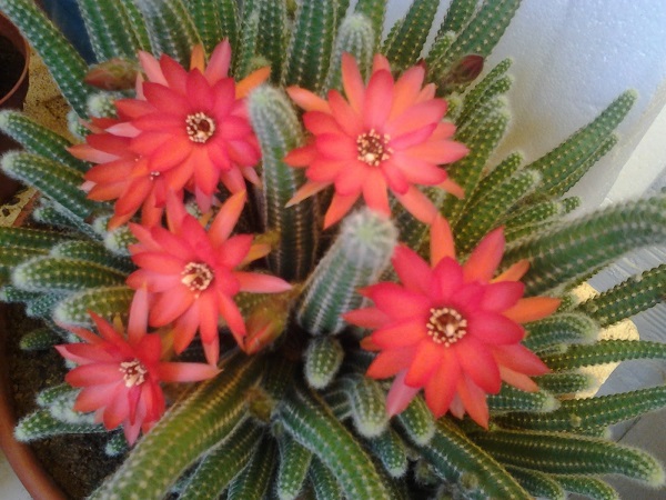TJardineria's tweet photo. Chamaecereus Silvestrii Ficha Técnica Y Cuidados Ficha https://t.co/gG62eKwMBO #abeliagrandiflora #acerpalmatumkatsura #adenium #aloeferox https://t.co/45KNJ3o4gl
