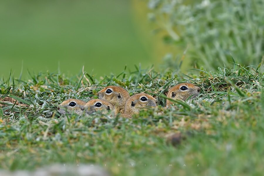 Gelengi-Anadolu Yersincabı/Anatolian Souslik-Ground Squirrel

Türün detaylı bilgisi için: tramem.org

📸 <a href="/tameryilmaz1515/">Tamer Yılmaz</a>