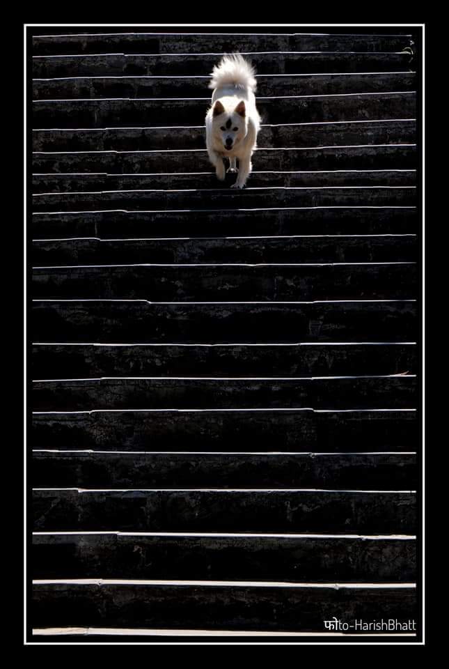 2/n #देवभूमि_PhotographyThis thread covers the best  #photography in the hills of  #Uttarakhand.Photography by #HarishBhatt Location : Stairs to Gopinath Temple  #Gopeshwar