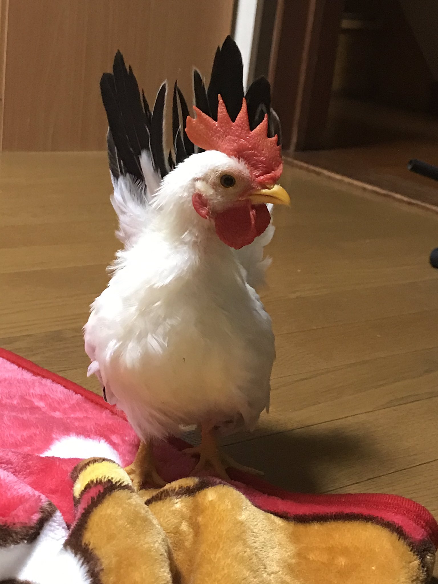 みどみど みかん とメイ 大きくなったね 立派なチャボ男子になったね まだ鳴き声はピヨピヨだけど チャボ 桂チャボ 碁石チャボ みどみど みかん とメイ 大きくなったね 立派なチャボ男子になったね まだ鳴き声はピヨピヨだけど チャボ 桂チャボ 碁石チャボ