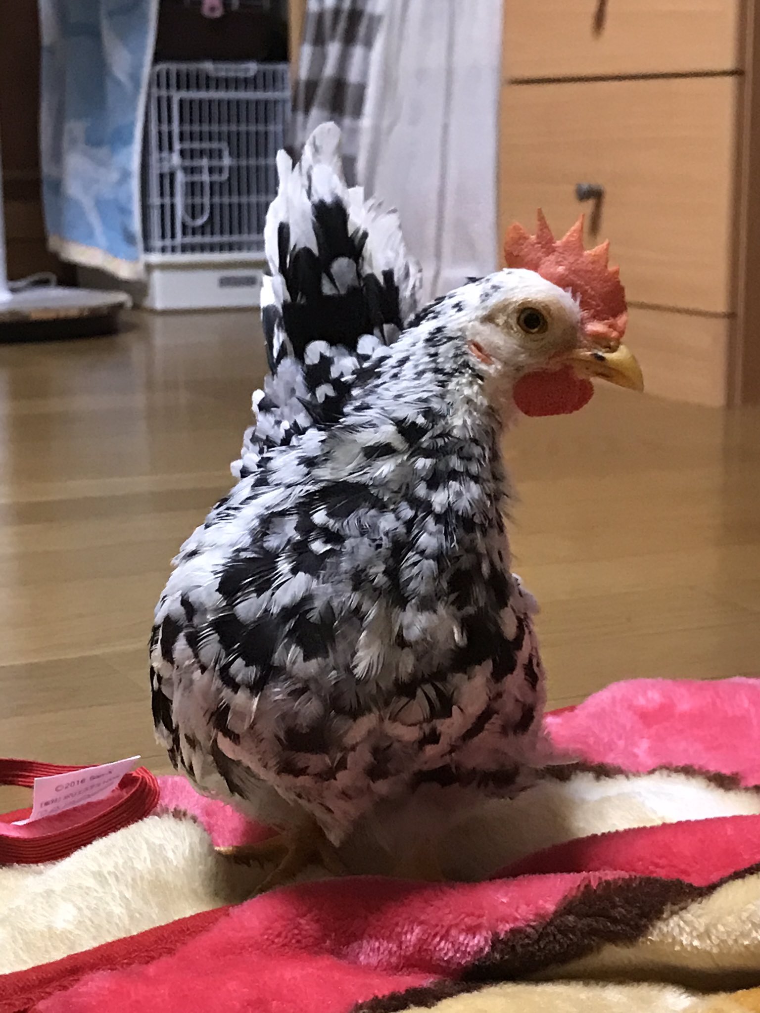 みどみど みかん とメイ 大きくなったね 立派なチャボ男子になったね まだ鳴き声はピヨピヨだけど チャボ 桂チャボ 碁石チャボ みどみど みかん とメイ 大きくなったね 立派なチャボ男子になったね まだ鳴き声はピヨピヨだけど チャボ 桂チャボ 碁石チャボ