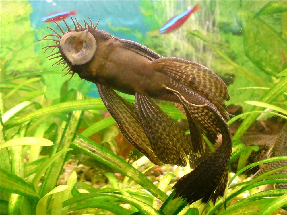 PetsPoint's tweet photo. Анцитрус  / Ancistrus Dolichopterus 

https://t.co/YUv1ZSOA2u

Анцитрусы – одни из самых популярных сомиков. 

#Анцитрус #Простой #обыкновенный #Ancistrus #Dolichopterus #Plecostomus #pets #pet #fishes #fish #рыбки #рыба #аквариум #aquarium #аквариумистика #fishkeeping https://t.co/A175jGLAlY