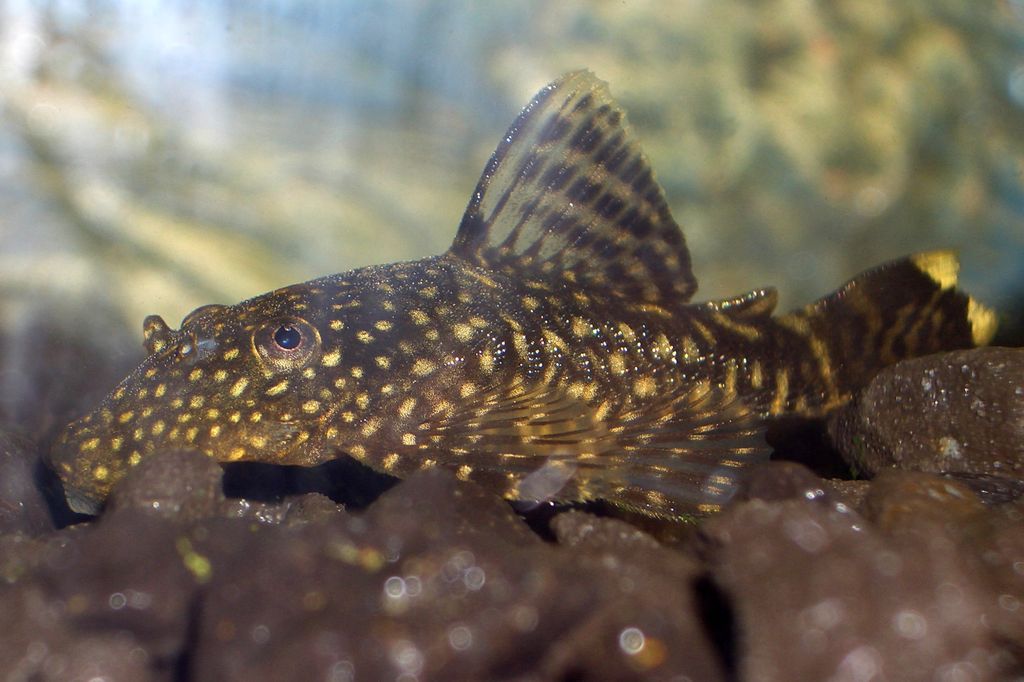 PetsPoint's tweet photo. Анцитрус  / Ancistrus Dolichopterus 

https://t.co/YUv1ZSOA2u

Анцитрусы – одни из самых популярных сомиков. 

#Анцитрус #Простой #обыкновенный #Ancistrus #Dolichopterus #Plecostomus #pets #pet #fishes #fish #рыбки #рыба #аквариум #aquarium #аквариумистика #fishkeeping https://t.co/A175jGLAlY