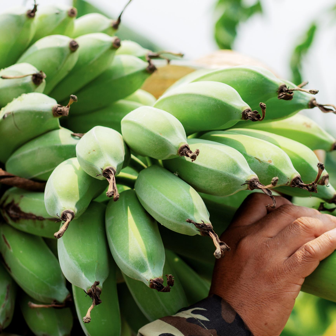 FarmtoNeighbor's tweet photo. Is it just me or who else likes to yell “Banana!!” in a minions voice from the movie despicable me? 
.
.
.
#Farmtoneighborhoods
#Fruits
#Vegetables
#Keepitmoving
#Healthy
#Banana https://t.co/9KAJOPK19z