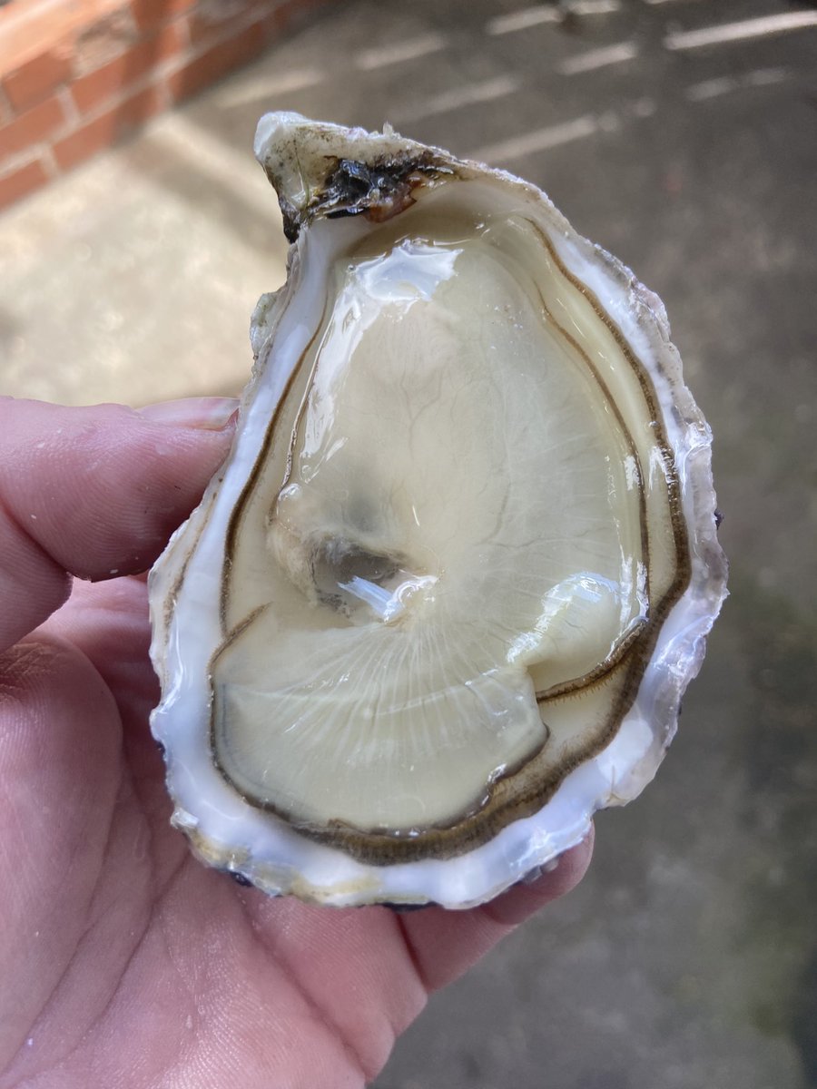 heaney16's tweet photo. Check out these beauties.. both @CarlingfordOyst and @porlockbay on the menu tonight 🦪 #uisce #heaneys #oysterbar https://t.co/8n83ib8mXW