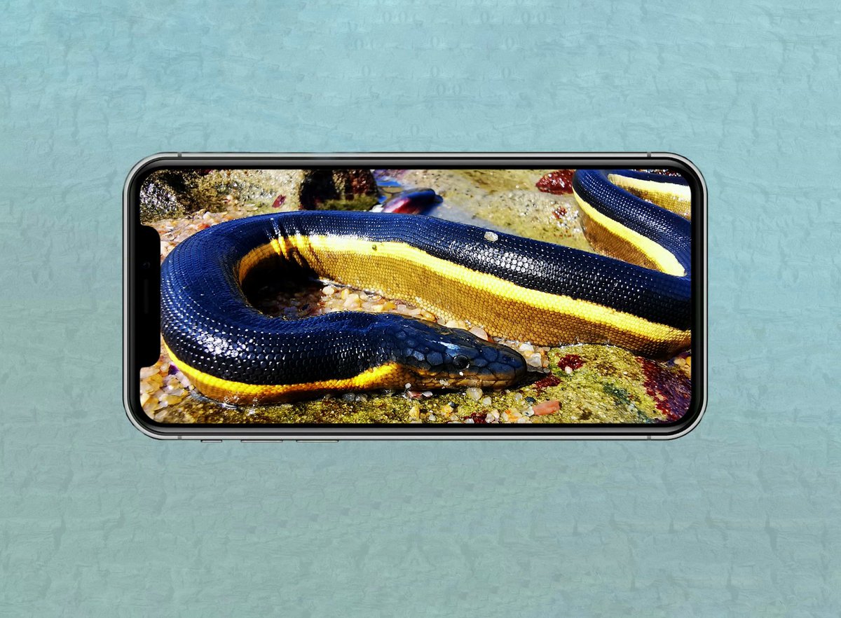5050TV's tweet photo. A few weeks ago, a very unusual reptile washed up on Umhlanga Beach in Durban.  The yellow-bellied sea snake! Durban’s “Snake Man” Jason Arnold was called out to rescue this beauty. Tune into the show to find out more! #OurPlanetOurFuture https://t.co/TWNNzo7kDx