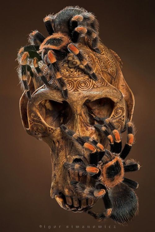 MrsDarylAdixon's tweet photo. Saturday Skull Fever pt. 2 🕺💃💀 #fluffySpider #DarkSilence #Skullart #SweetDarkness #HorrorFam @BlissRob @BlankPetra @edgerton_david @Tenebris_333 @nhagemann52 @HorroticaV @MaiaAlvar @Horror_Retweet @AXEL_CORPSE6 @Darksoul27275 @Horror_Retweet @deathbyhibachi @LuisLuiskiss1 https://t.co/ZYXkTgaymG