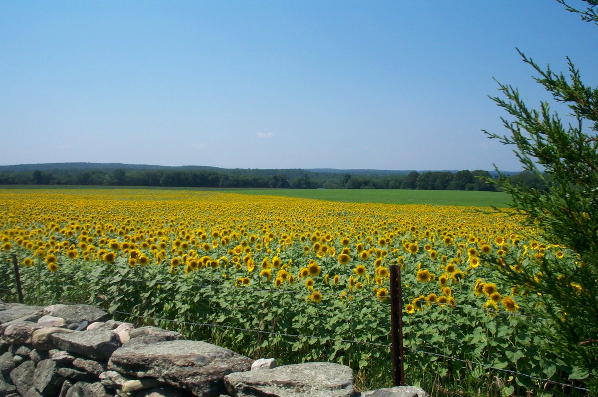 MysticSeaNotes's tweet photo. Driving to Voluntown yesterday I passed #ButtonwoodFarm.
This cardstock matches these beautiful sunflowers in bloom!
https://t.co/9OWM8mysEB      #scrapbookhistory ! https://t.co/0xJaJbUicW