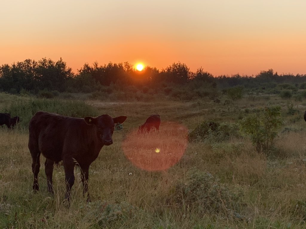 chuiko2's tweet photo. No move this morning. But just wanted to do a quick check & make sure everyone moved off of the last paddock. Needed to efficient with my time, but I just could not resist capturing some of these views. ๐ #notusuallyupthisearly #saskbeef #chillyout #thankful #mybackyard https://t.co/rfoaPecKfy