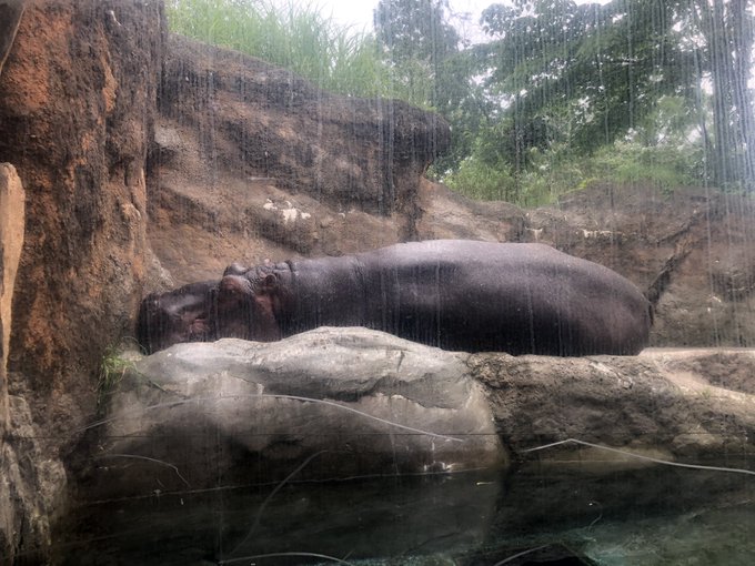 カバルドンのtwitterイラスト検索結果