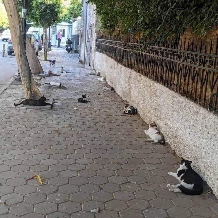 Reunidos y respetan la distancia de seguridad 😻