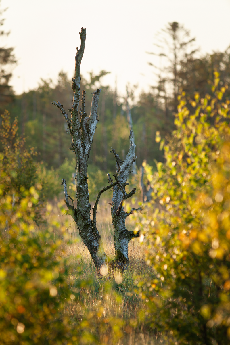 MBergnerFoto's tweet photo. Moin! Ich war heute morgen in einem schönen Hochmoor unterwegs. Doch da der Nebel nicht wie ich wollte und schnell weg war, musste ich mit hoher Brennweite kreativ werden. #Bog #Birch #LandscapePhotography #Nature #SchleswigHolstein #Photography https://t.co/97LJhYnuDQ