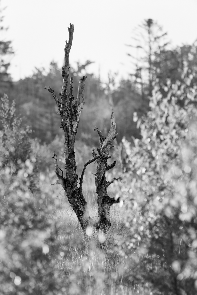 MBergnerFoto's tweet photo. Moin! Ich war heute morgen in einem schönen Hochmoor unterwegs. Doch da der Nebel nicht wie ich wollte und schnell weg war, musste ich mit hoher Brennweite kreativ werden. #Bog #Birch #LandscapePhotography #Nature #SchleswigHolstein #Photography https://t.co/97LJhYnuDQ