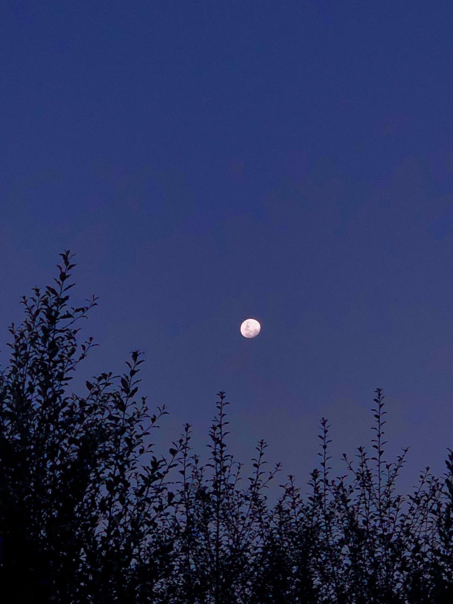 ArmugamMalar's tweet photo. Half moon - shot from the backyard! https://t.co/Qq05HYCfzE