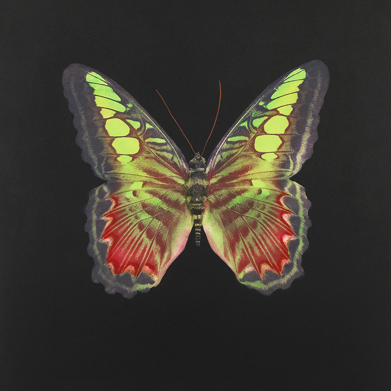 RedHouseGallery's tweet photo. NOW SHOWING
'The Souls On Jacob's Ladder Take Their Flight - II' by #DamienHirst
For the artist, butterflies symbolise human existence, life and death, beauty, and rebirth.
#PhotogravureEtching #Butterfly #PrintedEdition
https://t.co/odPdSs0RxQ https://t.co/gPTn8gKtY6