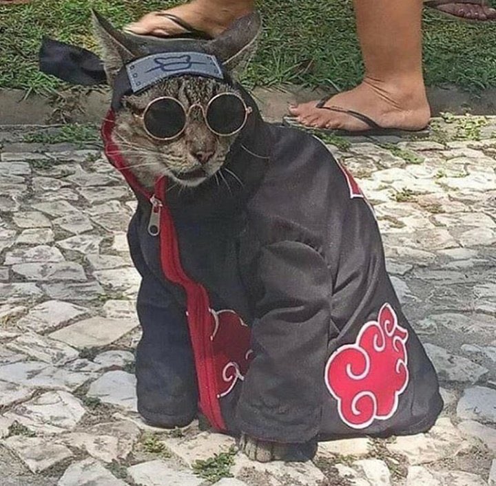 catsuki- cathiha meowchi