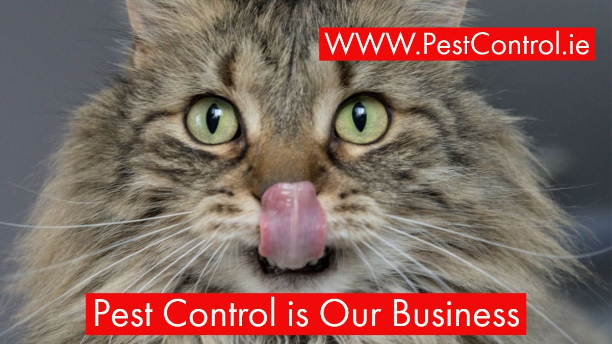PestControl_EPC's tweet photo. Dont rely on the Cat to keep your premise safe!!  We provide #PestControl systems to secure Commercial and Industrial Food Preparation Areas - Working with you to keep your kitchen safe. #Dublin and Leinster
☎️ 1800377377     https://t.co/Ac1WG8HeSC 
#FoodSafety #FSAI #HCCAP #RAI https://t.co/LFHDpmb56N