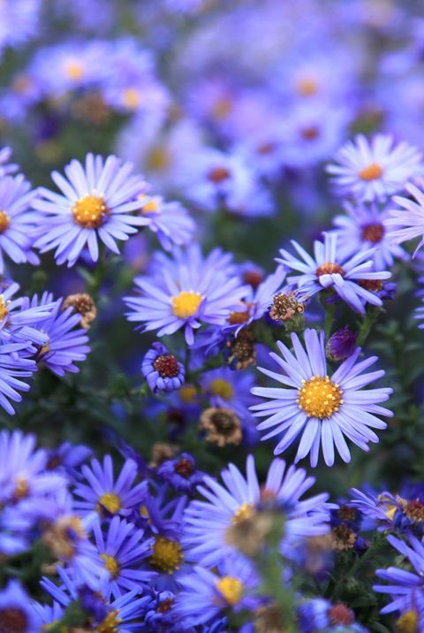 Naz  @sodisconnectedd aster— patience, daintiness, and elegance