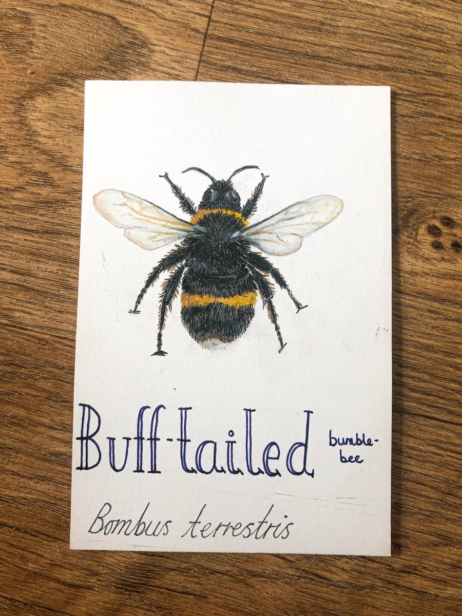 Pati28041's tweet photo. Inspired by the #BESUG20 I'm kick-starting my journey to become a #naturalhistoryillustrator #scientificillustrator
Check out my business Instagram @peanutbutterjellycompany to also see my crafts and zero waste lifestyle.
https://t.co/JlTG5zWPzy https://t.co/GhF0SAiSfm