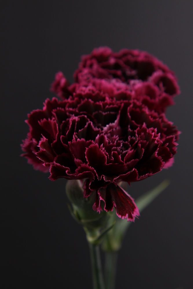 Sierra  @waIIsIftv carnation— deep love and affection