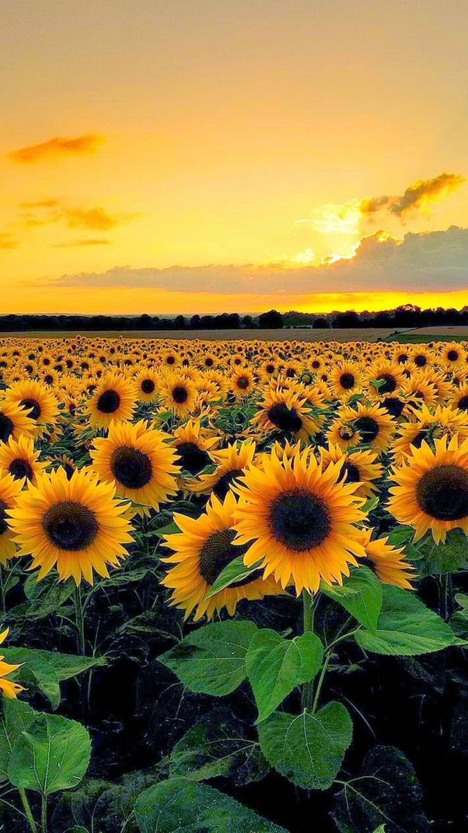 Liz  @canyonmoonIftv sunflower— adoration, loyalty, joy, and longevity