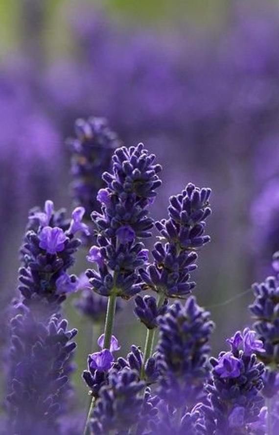 Kailee  @WDBHGCAL lavender— grace, elegance, serenity
