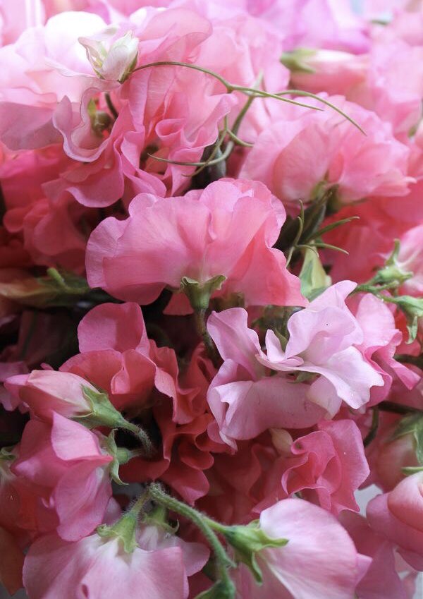 Jaelyn  @caslftv sweetpea— blissful pleasure and thankfulness