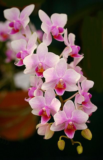 Rachael  @wildflowerRay orchid— affection, beauty, and strength