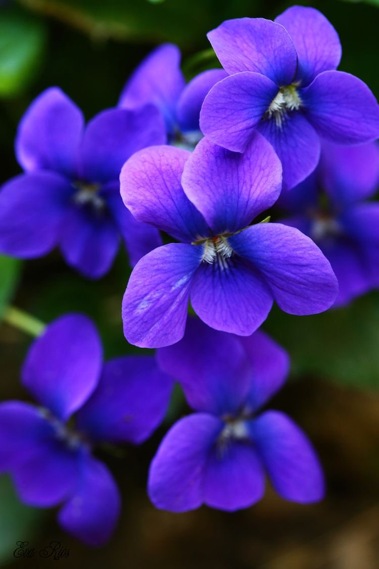 Kenzie  @lukescardigan violets— wisdom, faithfulness, and humility