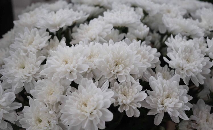 Autumn  @fenneccal chrysanthemum— joy, beauty, and loyalty