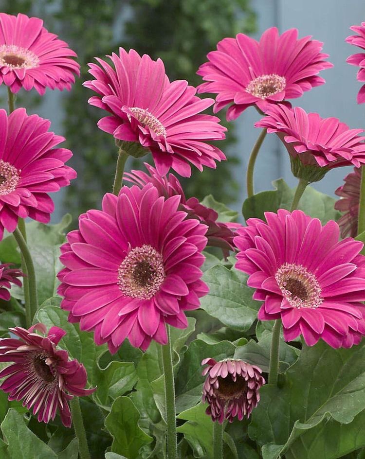 Gigi  @calscocktail gerbera daisy— admiration, cheerfulness, and beauty