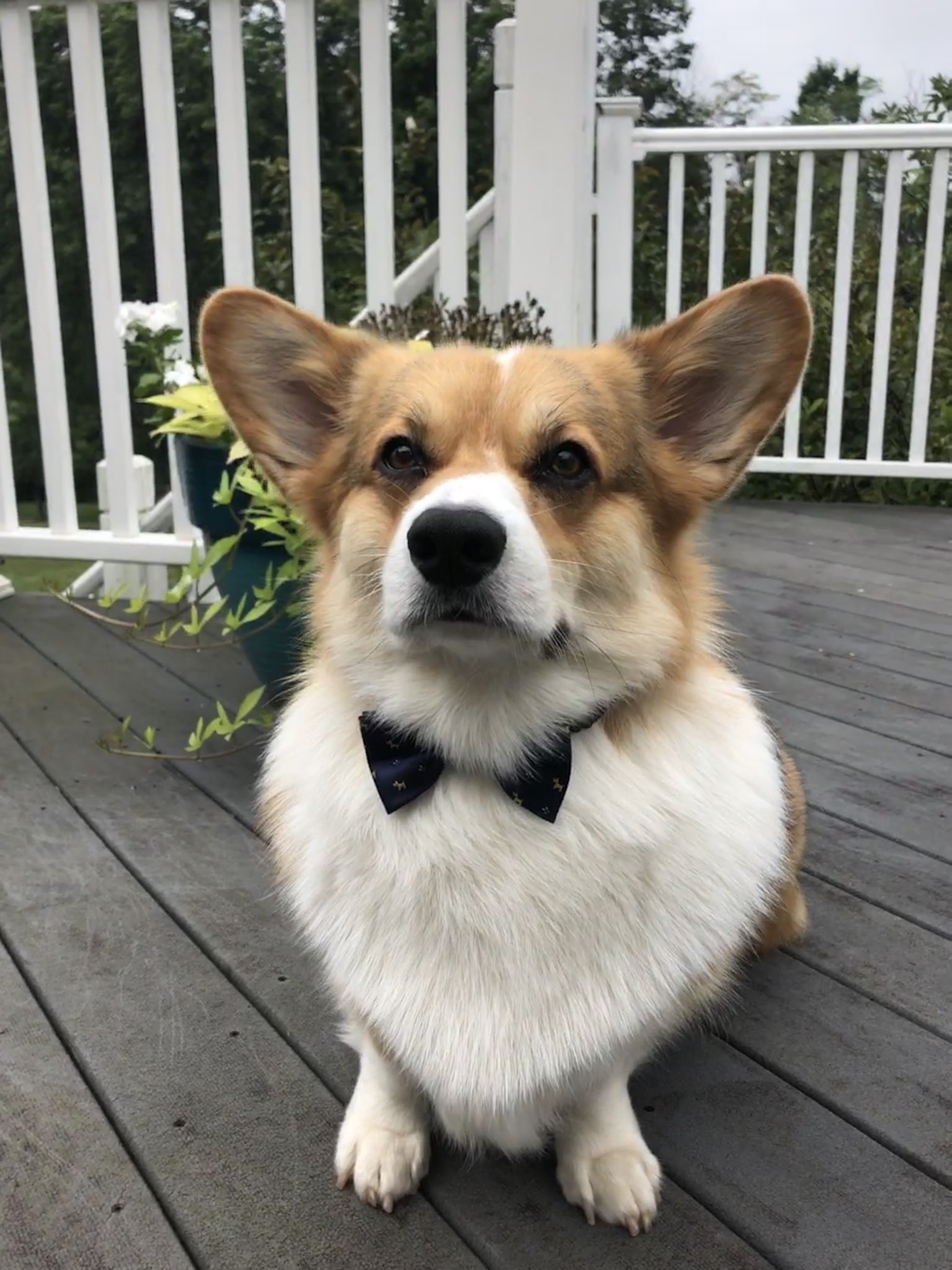 Mad corgi sales