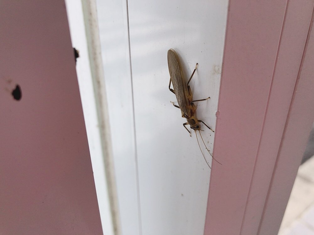 フタツメカワゲラ