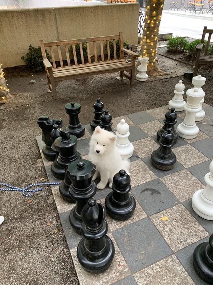 9GAG's tweet photo. Who’s the best king?
You’re the best king! Oh yes you are!

📸 LeonVanSam | IG https://t.co/nxSItnJX6p
