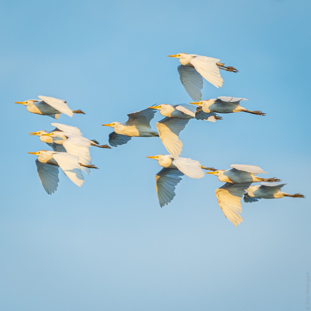 subtraho's tweet photo. Cattle Egrets
#cattleegret #egret #flyinginformation
#wildlife #wildllifephotography #birding https://t.co/wFb2Oht8eE